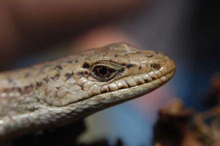 A closeup shot of a lizard on a blurred background with copy spaceの写真素材