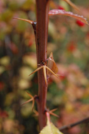 A closeup shot of a pair of brown thorns on a branchの写真素材