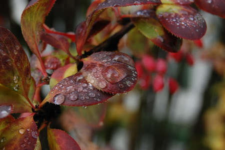 Raindrops on the leaves of a barberry bush after the rainの写真素材