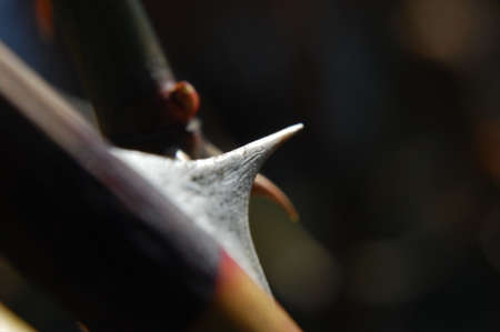 Macro photo of a branch of a tree with thorns and shootsの写真素材
