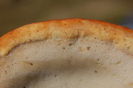Lingzhi mushroom (Lingzhi mushroom) close upの写真素材
