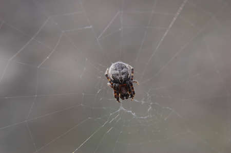 Spider on a web in the forest. Close-up. Selective focus.の写真素材