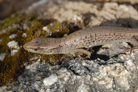 A closeup shot of a lizard on a rock in the sunの写真素材