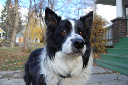 Funny portrait of border collie dog in autumn park. Purebred dog.の写真素材