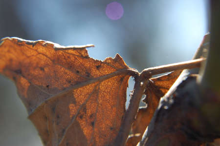 Autumn leaves in the sunlight close-up, selective focus.の写真素材