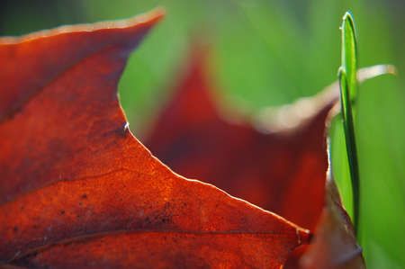 Autumn leaves on a green background in the forest. Macro photography