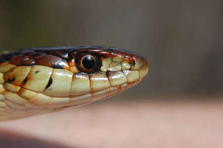 Portrait of a ringed ratsnake, Natrix natrixの写真素材