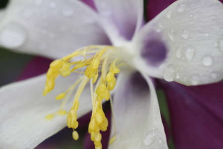 Close up of aquilegia flower with water droplets.の写真素材