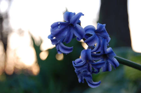 Blue Hyacinthus orientalis blooming in the gardenの写真素材