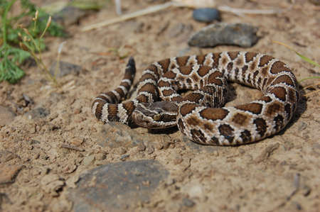 A closeup of a western diamondback rattlesnake on the ground.の写真素材