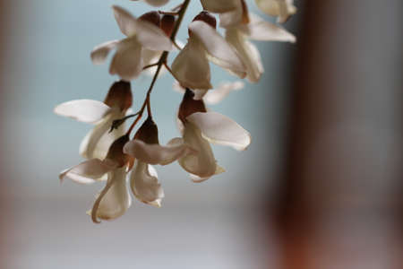 Beautiful white acacia flowers close-up on a blurred background.の写真素材