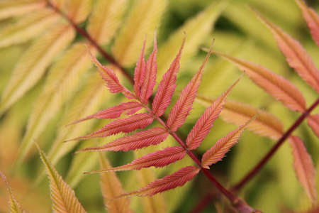 Acer palmatum, commonly known as rowan or rowan.の写真素材