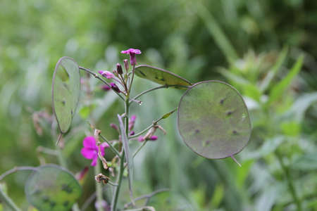 A closeup shot of a green leaf with purple flowers in the backgroundの写真素材