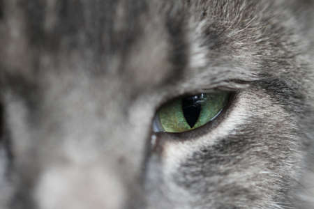 Close-up of a gray cat's eyes. Macro photography.の写真素材