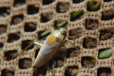 Macro Photography of Hairy Leafhopper on Beehiveの写真素材