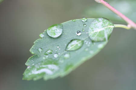 Water droplets on a green leaf after a rain in the forestの写真素材