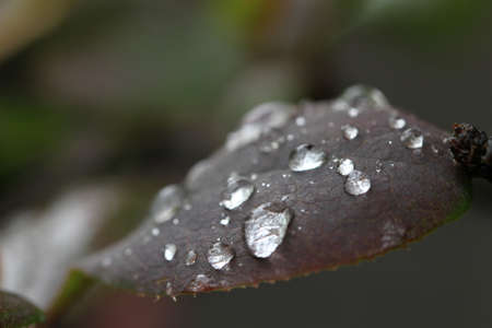 Water droplets on the leaves of a plant. Macro photography.の写真素材