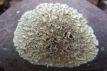 Close-up of lichen growing on a rock in the wildの写真素材