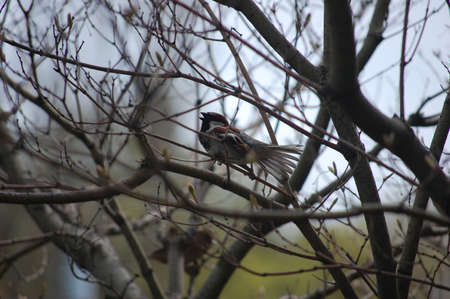 A sparrow sits on a branch of a tree in the spring.の写真素材