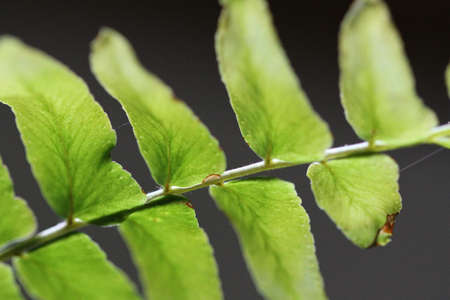 Green fern leaves on a dark background close-up macro photographyの写真素材