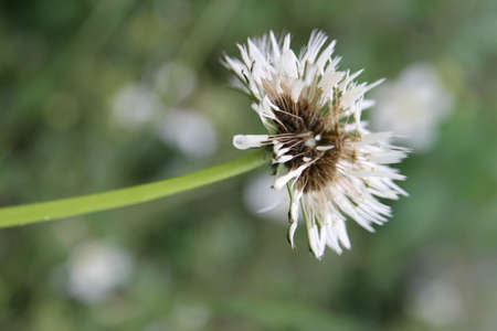Close up of a white dandelion flower on a blurred backgroundの写真素材