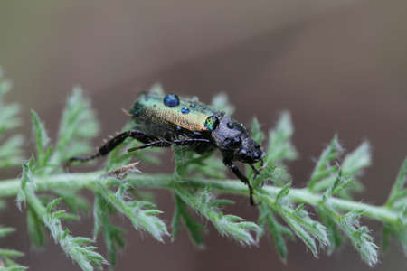 Macro shots, Beautiful nature scene. Closeup beautiful beetle sitting on the flower in the garden.の写真素材