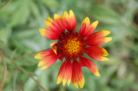 Gaillardia grandiflora, Gaillardia grandifloraの写真素材