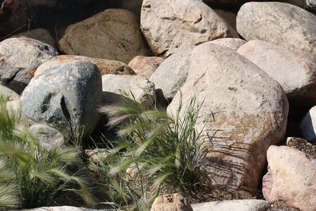 plant growing out of rocksの写真素材