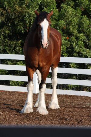 beautiful clydesdaleの写真素材