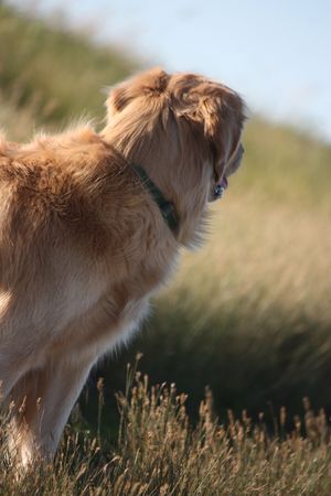 golden retriever in a field of grassの写真素材