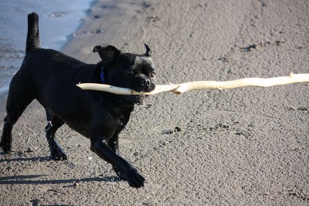 Dog on a stickの写真素材