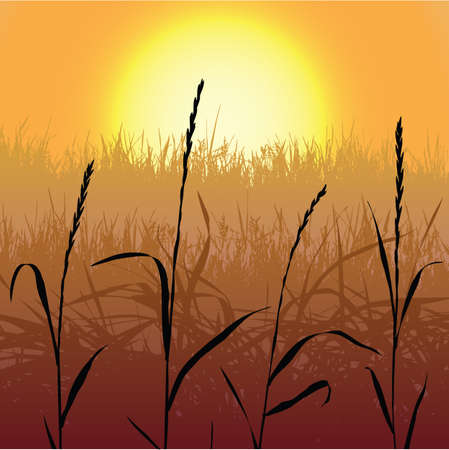 fieldのイラスト素材