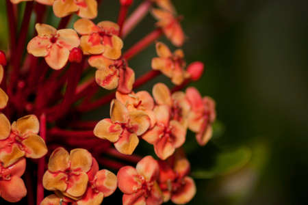 Red flowers