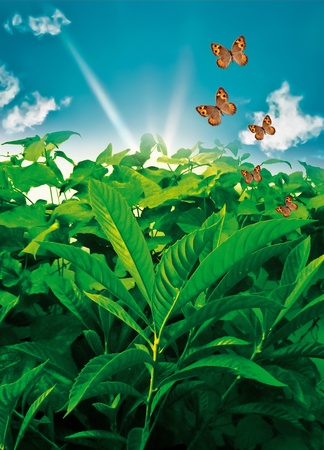 Beautiful natural image showing plants, butterflies and a nice clean blue sky の写真素材