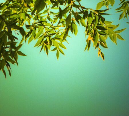 Leaves background composition design の写真素材
