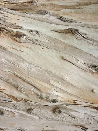 Tree bark close up texture の写真素材