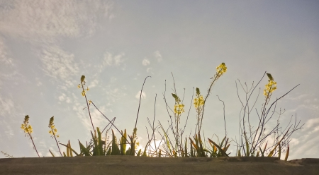 Bunch of plants in front of a blue skyの写真素材