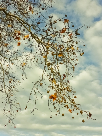 Tree branches with fruits in a cloudy day の写真素材