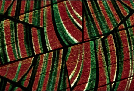 Animal Texture Background in red and green colors.
