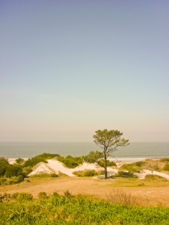Beautiful landscape natural view of the coast with a big tall tree as the subject surrounded by plants and white sand with the sea and the sky in the background located in of one of the summer cities in Uruguay, South Americaの写真素材