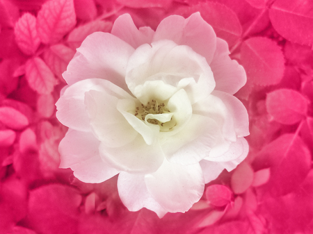 Beautiful top view photo of white rose with saturated pink colors plants in backgroundの写真素材