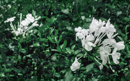 Floral manipulated and edited photo of jasmine flowers and green plants in grunge style texture.の写真素材