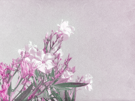 Beautiful digital technique color manipulated photo of white flowers in vintage grunge style in pale...