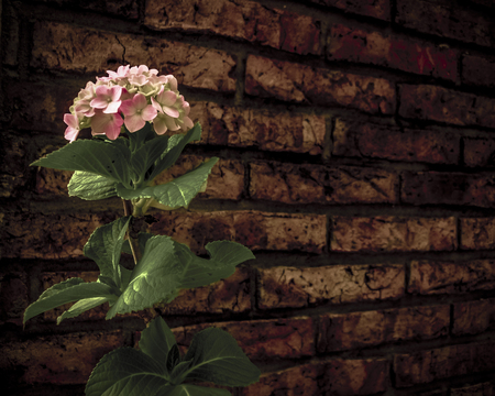 Beautiful digital technique color manipulated photo of a flowers in front of brick wallの写真素材