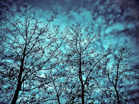 Low angle view digital photo collage color edited grunge vintage style artwork of a natural landscape scene with tall trees and the sky at background.の写真素材