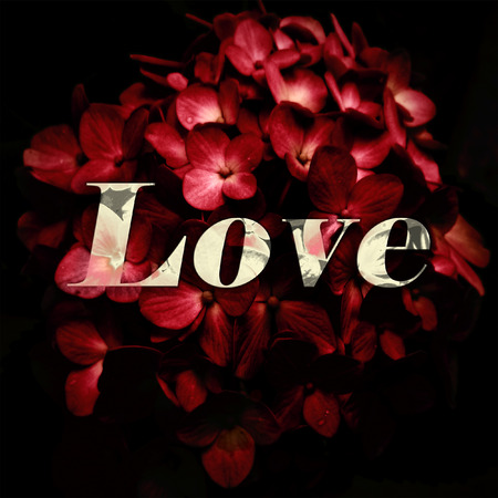 Love elegant white text typography blended with floral blossom photgraphy love concept collage...