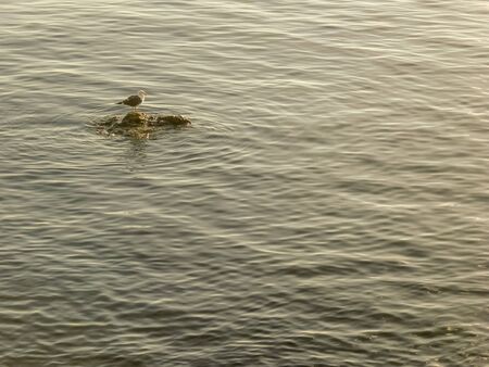 Nature landscape photo of a lonely seagull parked in a rock in the middle of the ocean.の写真素材