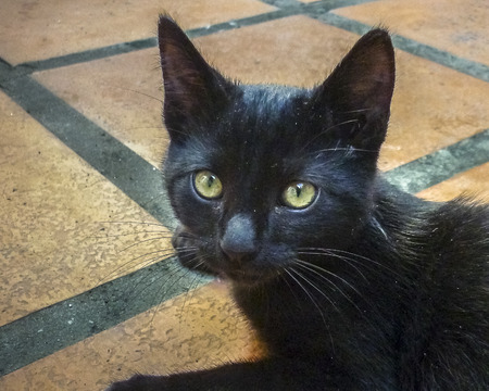 High angle view photo of lovely cat sitting and looking up the camera.の写真素材