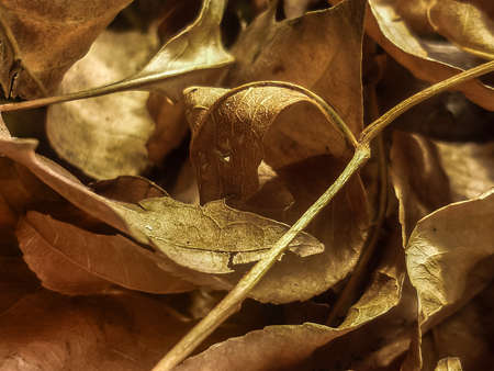 Bunch of leaves in the ground closeup photo.