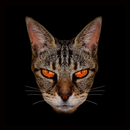 Digital manipulation photo technique angry cat foreground portrait in black backgroundの写真素材
